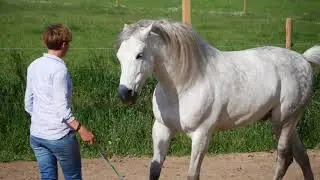 Pferdefilme f&uuml;r dich und dein Pferd - Anleitung: Wie kommt mein Pferd zu mir?
