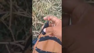black Dushman frog/big snakehead catch