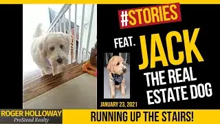 Jack the Real Estate Dog Running Up Stairs #shorts