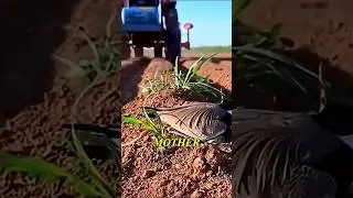 💔Heartbreak to Hope: Field Worker Saves Abandoned Red - Wattled Lapwing Eggs🥚! #BirdRescue #lapwing