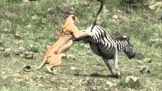 ZEBRA KILLS FEMALE LION CUB (rare footage) Watch to end!