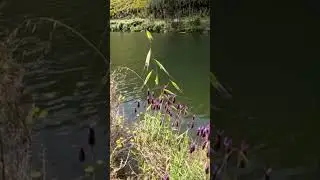 Sound Healing Lakeside  Find Peace with Nature & Relax