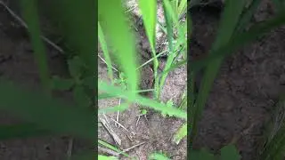 frog in the rice field#fishing #cookingchannel #cookingrecipesbook #skills #great #frog