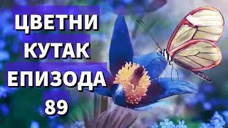 Cvetni kutak ep. 89 22.07.2021. Noćna sveća, lažni jasmin, berberis, rasadnik 