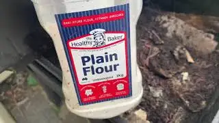 Feeding worms flour to fatten for fishing