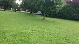 Squirrels near Boothferry Road/Pickering Road roundabout, Hull - 2nd August 2021.