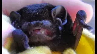 Rescuing a microbat in a house:  this is Eulah