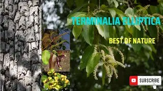 Terminalia elliptica