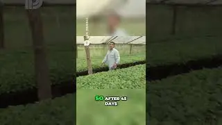 Tobacco's First 45 Days  From Seedling to Transplant Ready!