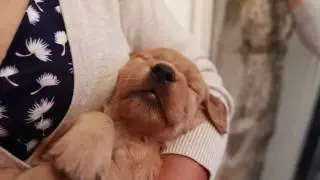 4 week old Golden Retriever puppy dreaming.