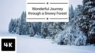 Snowy forest 4K walk in March, 11. Enjoy winter forest views and sounds. ASMR.