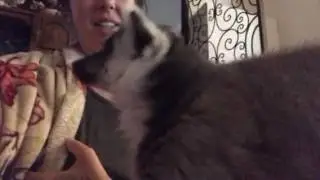 Owl monkey Oswald playing with ring tailed lemur Rupert