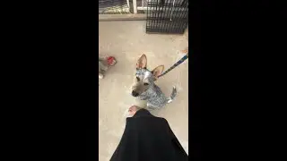 DEAF DOG TRAINING: Zilla basics