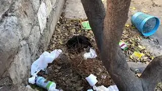 Split Cat in Trash
