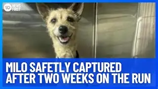 Jack Russel, Milo, Captured Safely | 10 News First