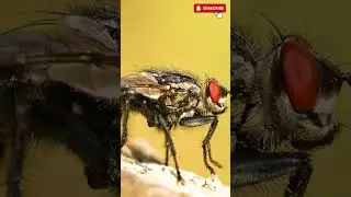 The Hidden Secrets of Flies: Tiny Creatures, Big Surprises! - Animal Kingdom