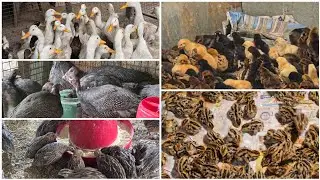 EGG LAYING BATER AND SMALL BATER DESI SONALI CHICK'S GUINEA FOWEL DUCKS AVAILABLE AT IR DESI FARM 