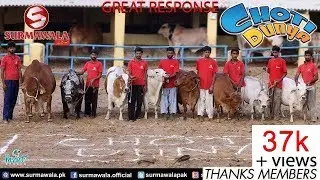 Choti Dunya I Surmawala Cattle Farm I 2018 I World Small Cow I Ghena I MA SHA ALLAH I Parrot Studio