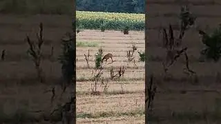 roe deer (doe) running