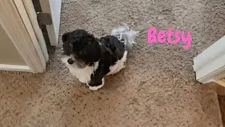 Telling Betsy the Worker Men are gone!