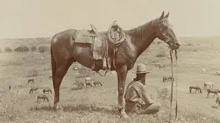 The Cowboy's Horse