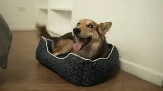 EXTRAODINARIOS - CAMA PARA MASCOTAS
