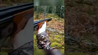 One Shot Deer Hunt in the Forest #hunthowdown #animalhunting #deerhunting #hunting #deerhunt bowhunt