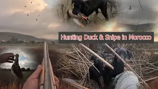 Chasse au Gibier d’Eau au Maroc – Saison 2025 (Bécassine & Canards)