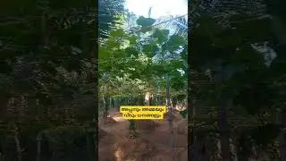 അപ്പനും അമ്മയും വീടും ധനങ്ങളും || സാധു കൊച്ചുകുഞ്ഞ് ഉപദേശി || prathyasa gaanangal