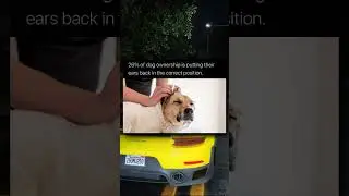 Cutest memes I found on a lost USB
