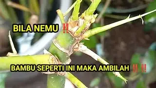 BILA NEMU ‼️ BAMBU SEPERTI INI MAKA AMBILAH ‼️‼️