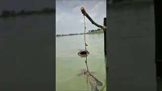 Big fish trap.#fishing #fishtrap #fishingmetho#fish #carpfishing #sneakerhead #monsterfish#sneakhead