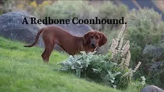 Redbone Coonhound, An America Breed.