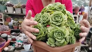 Trasplante de Aeonium Lily Pad 🤩🇪🇨