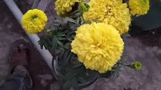 বাসাবাড়ি ফানিছার বদলের জনো পিকাপ বার পায়া যায় ০১৭১৮৩১৪৯৫৩