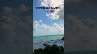Pterodactyl caught in 4K