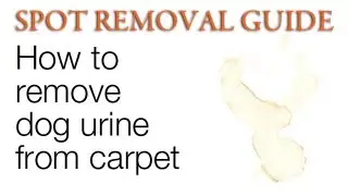 How to Remove Dog Urine from Carpet | Spot Removal Guide