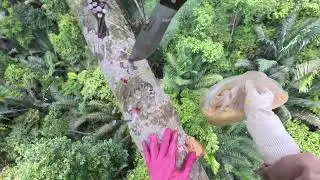 Honey Hunting Tradition Wild Honey Collection in Southeast Asia 7vWVzLAAnTA part3