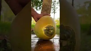 big giant coconut cutting #shortvideo #coconutcutting 🥥🥥🥥