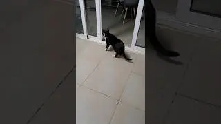 котики #cats #catlovers #котики #видосыоткота #коты #котвидео #catshorts #lovecats #foryou #everyone