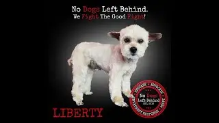 Liberty - dog meat trade survivor