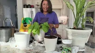 How To Care For House Plants That Elevate Your Home #plants #plantcare #plantcaretips #homedecor