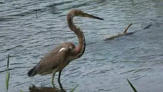 Heron   Tarcoles