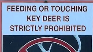 Key Deer