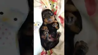 Щенки Пражского крысарика. Питомник пражских крысариков Little Beast. ℹ️  