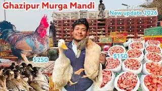 Today chicken rate in Delhi | Wholesale chicken market | Ghazipur murga Mandi|RRRM |