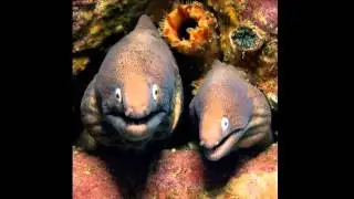 Funny animal Expressions 2014
