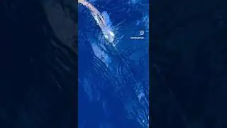 Squid tentacle in action...