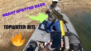 Pine Flat Lake Bass Fishing in the Summer 2025!!!!!! (Insane action)