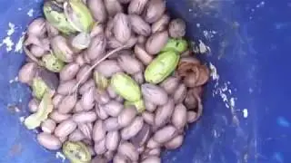 Colheita de noz pecã!